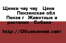 Щенки чау-чау › Цена ­ 15 000 - Пензенская обл., Пенза г. Животные и растения » Собаки   